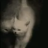 kokosnuss90900