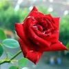 anowerhossain8519