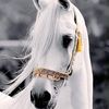 الخيال 🐎