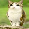 meowl_088