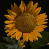 atuschin