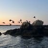 locust.loculus