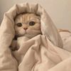 Cute kitten