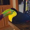 toucan_lover69