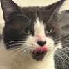 CATSARETHEBEST
