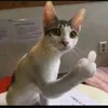 manhhgm