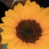 _h.d.1.0