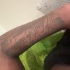 youngdraco2