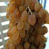chikhben
