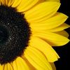 sunflower.bez
