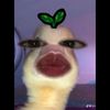 anamufliahj