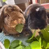 rabbitlove.paulpau