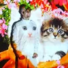 fabio_rivers