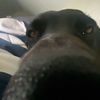 hotdogonacarrot