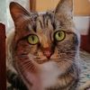 catexpertkev