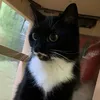 oreocat7773