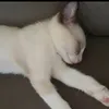 lillllllllllffggvcsffcn