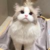 cutekitten1