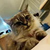 catamorajomil