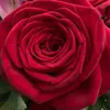 blume.775