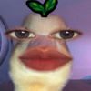 abcdefghijklmnopqrida_