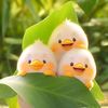 shosho.mohamed72