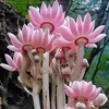 thanhthy8053