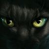 kattsassygirl