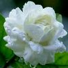 user8222119785071