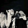 qootsale