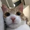iloveradioheaddg
