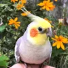 birds8784