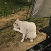 awieoo