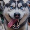 Dogcute