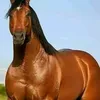 foetusdictator