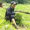 savanaadv