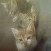 mohamed.ghezal36