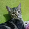 krausferreira
