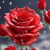 faisaljat85