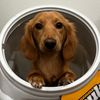 frankie_the_ween