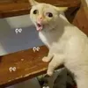 babicuti_788