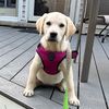daisysmommy4