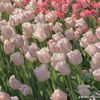 leannechen10