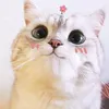 sunnychanmeo