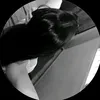 alessagvn