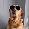 funnydogwalter