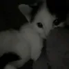 lisa_s493
