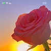noor158479