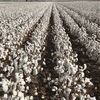 cottonfello