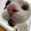 potpot_tootsie